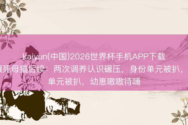 kaiyun(中国)2026世界杯手机APP下载 飞驰车有利碾死母猫后续：两次调养认识碾压，身份单元被扒，幼崽嗷嗷待哺
